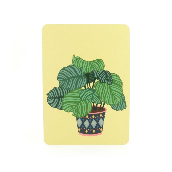 Postkarte Zebrapflanze